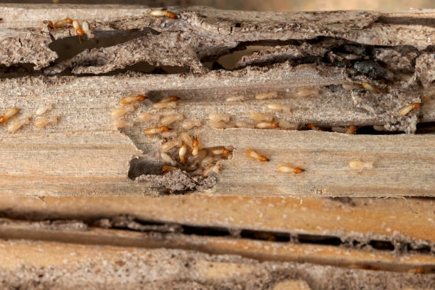 Best Pest Removal Services  in Gardendale, TX